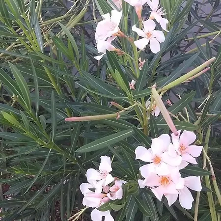 וילה Poola פאז'אנה